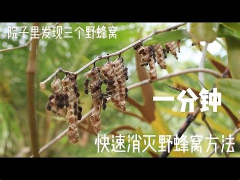 家裡出現蜂窩|蜂窩煩惱？一招搞定